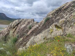 Flora del Cerro Masatrigo